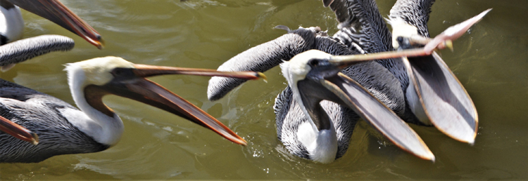 pelicans